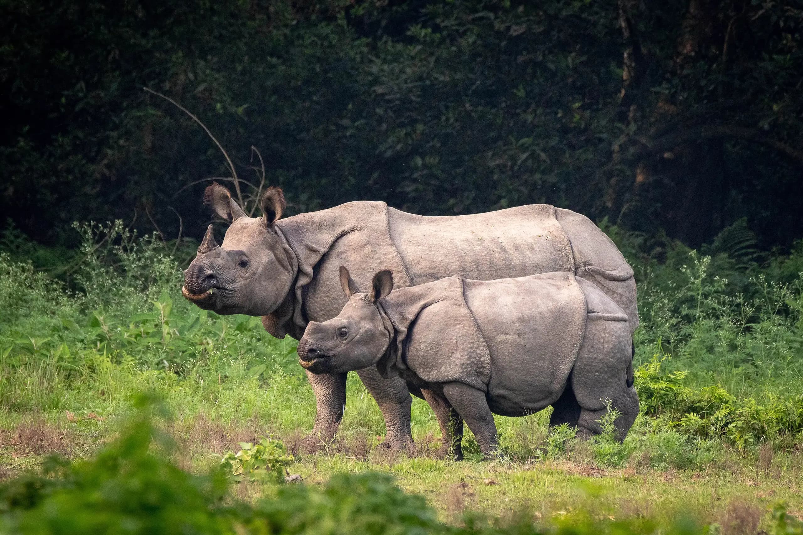 Nepal Grand Tour with Chitwan Safari