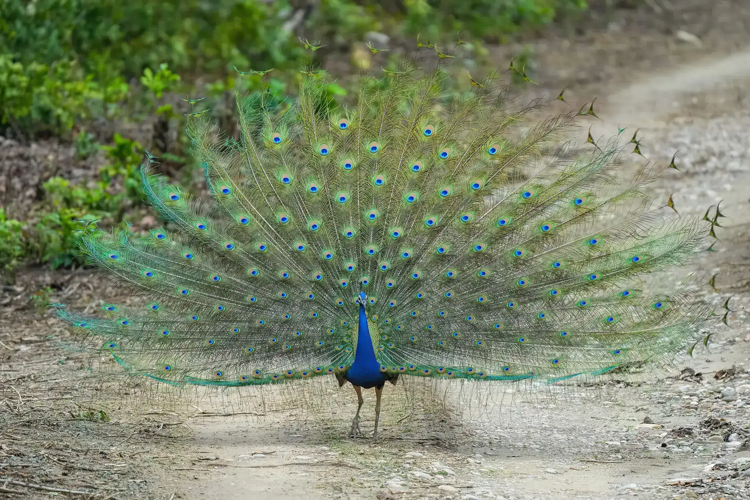 Customised School Trip, Nainital & Jim Corbett