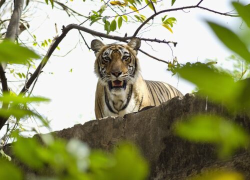 Exploring Rajasthan’s Wildlife and Natural Beauty: National Parks and Reserves